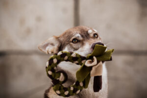 _DSC0454-Web